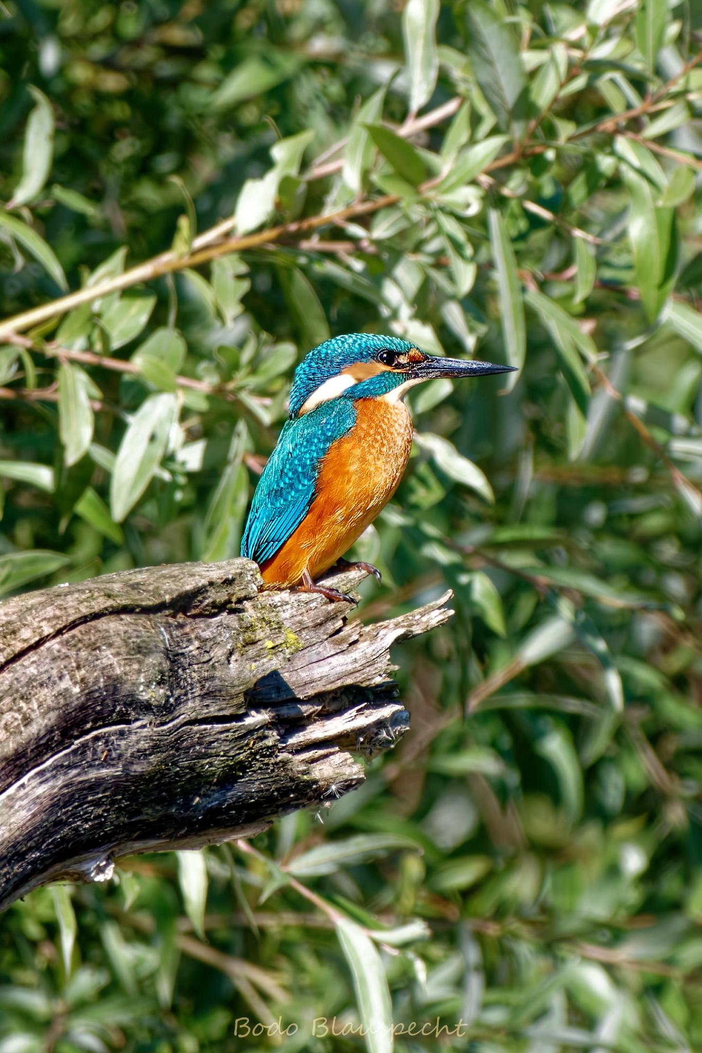 Eisvogel